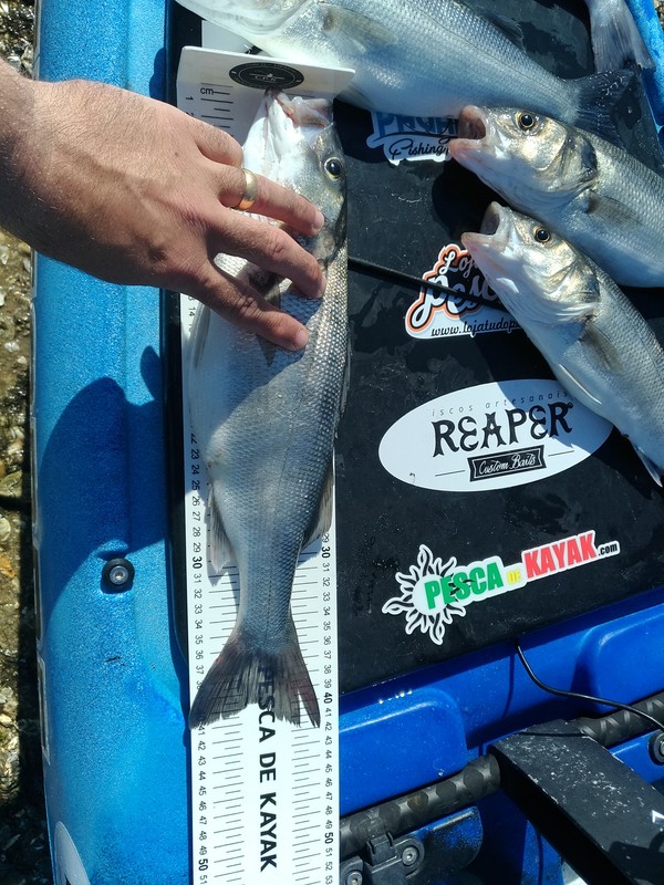 Fish Measure Picture